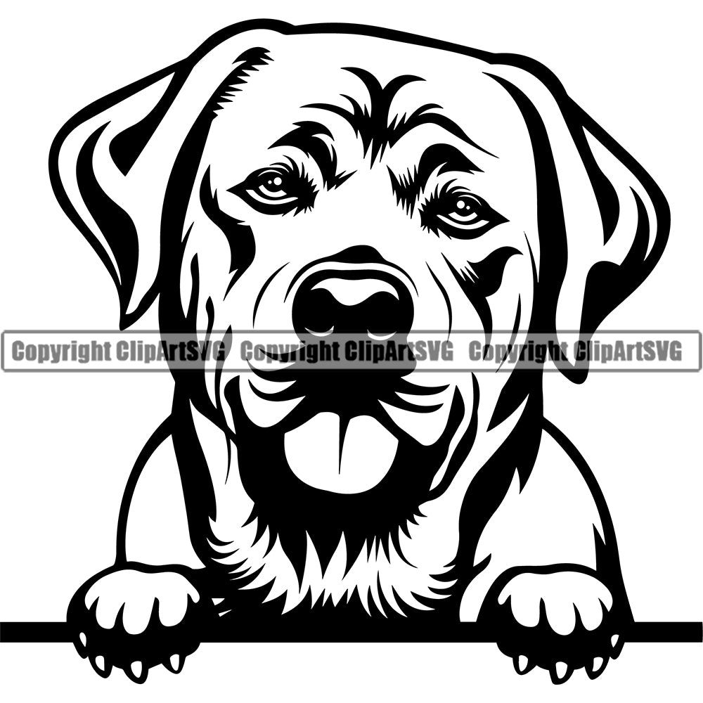 Labrador Dog Peeking Design Element Face Cute Puppy Pup Head Purebred ...