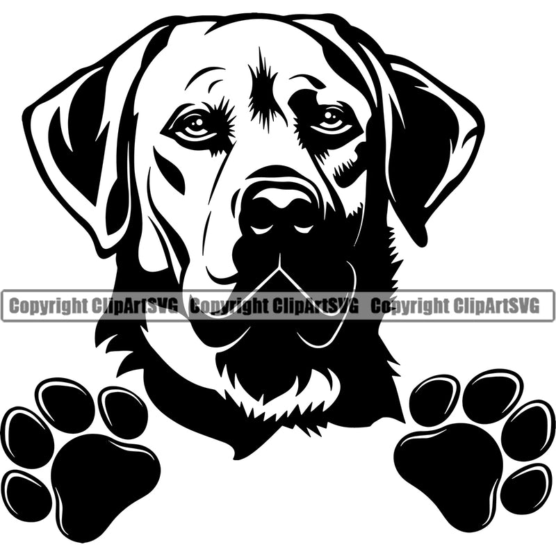 Labrador Dog Peeking Design Element Pup Head Purebred Pedigree Canine K-9 K9 Animal Portrait Doggy Face Cute Body Vector Clipart SVG