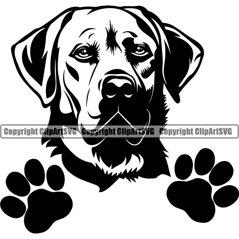 Labrador Dog Peeking Design Black Color Head Puppy Pup Purebred Pedigree Canine K-9 K9 Animal Portrait Doggy Face Cute Clipart SVG