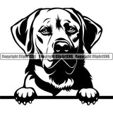 Labrador Dog Peeking Design Element Canine K-9 K9 Animal Portrait Doggy Face Cute Puppy Pup Head Purebred Pedigree Vector Clipart SVG