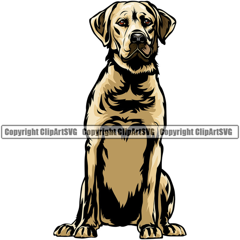 Labrador Dog Sitting Design Yellow Color Purebred Pedigree Canine K-9 K9 Animal Portrait Doggy Face Cute Body Clipart SVG