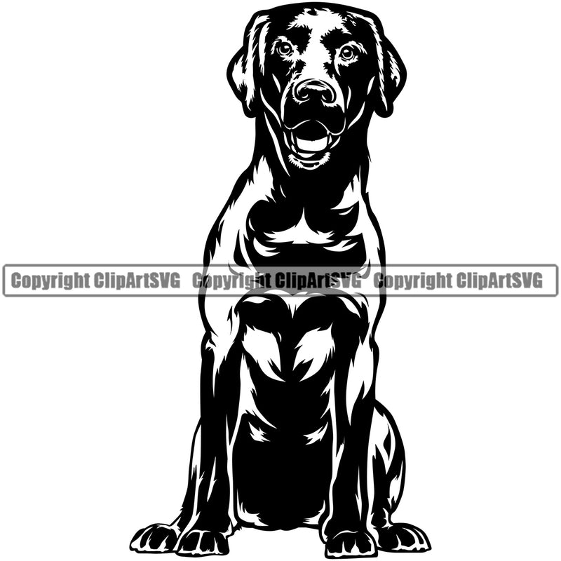 Labrador Retriever Dog Sitting Design Doggy Face Cute Body Puppy Pup Purebred Pedigree Canine K-9 K9 Animal Portrait Clipart SVG