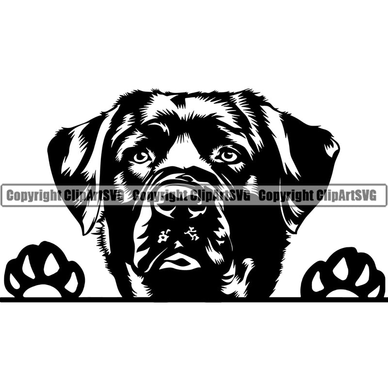 Labrador Dog Peeking Design Element Canine K-9 K9 Animal Portrait Doggy Face Cute Vector Puppy Pup Head Purebred Pedigree Clipart SVG