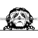 Lhasa Apso Dog Peeking Design Element Head Purebred Pedigree Canine K-9 K9 Animal Portrait Doggy Face Cute Vector Clipart SVG