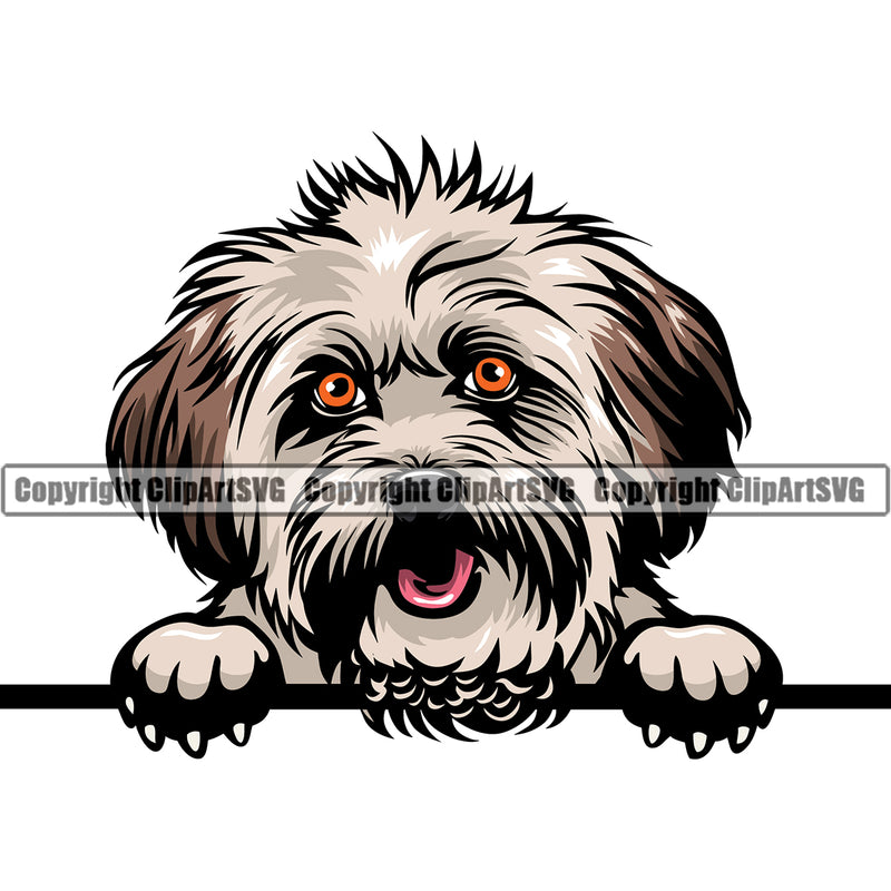 Lhasa Apso Dog Peeking Design Color Head Cute Animal Puppy Pup Purebred Pedigree Canine K-9 K9 Portrait Doggy Face Vector Clipart SVG