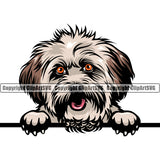 Lhasa Apso Dog Peeking Design Color Head Cute Animal Puppy Pup Purebred Pedigree Canine K-9 K9 Portrait Doggy Face Vector Clipart SVG
