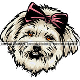 Maltese Dog Color Head Animal Angry Face Puppy Pup Head Purebred Pedigree Canine K-9 K9 Animal Portrait Doggy Clipart SVG