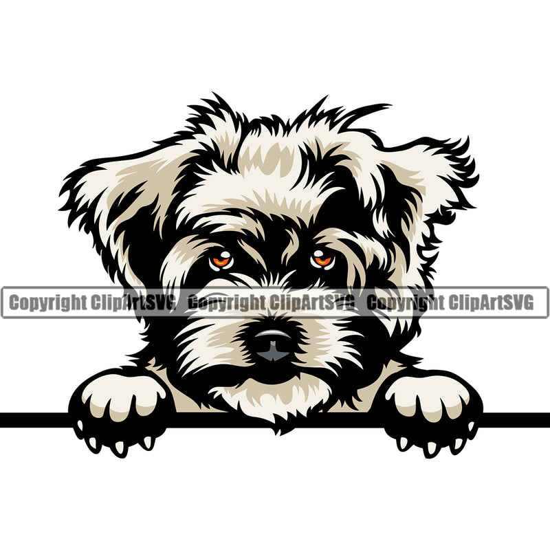 Maltese Dog Peeking Looking Design Angry Face Puppy Pup Head Purebred Portrait Doggy Face Cute Body Canine K-9 K9 Animal Vector Clipart SVG
