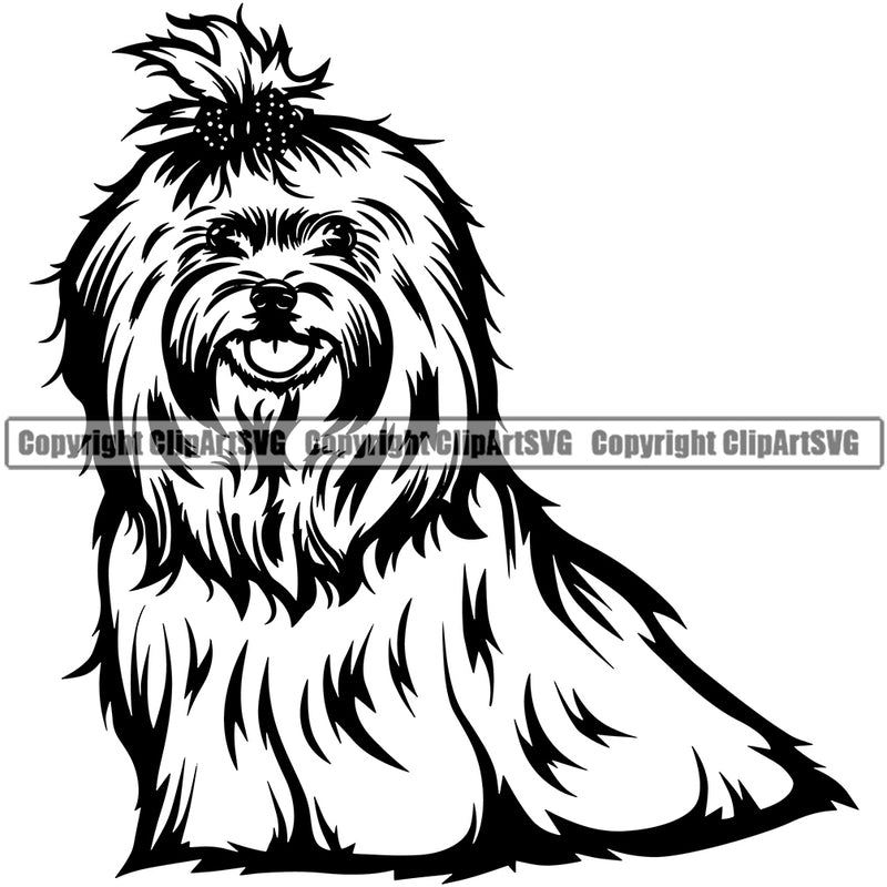 Maltese Cute Dog Sitting Design Element Puppy Pup Head Purebred Pedigree Canine Portrait Doggy Animal K9 Clipart SVG