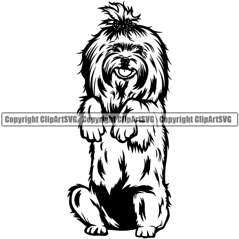 Maltese Dog Begging Design Element Animal Portrait Doggy Face Cute Body Puppy Pup Head Purebred Pedigree Canine Clipart SVG