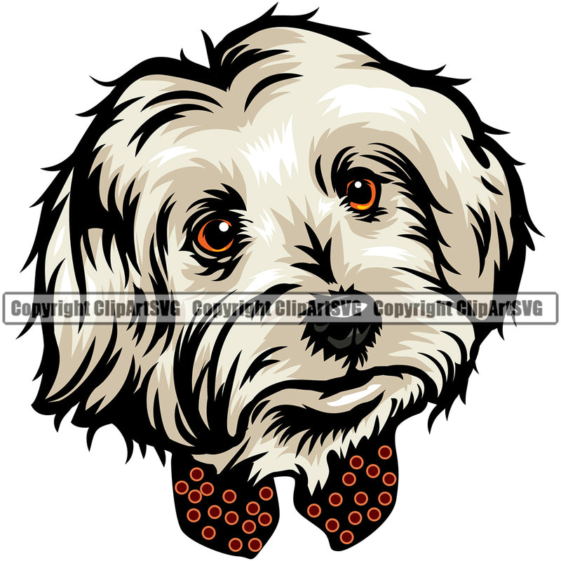 Maltese Dog Head Color Design Element Puppy Pup Head Purebred Pedigree Canine Doggy Face Cute Portrait Vector Clipart SVG
