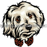 Maltese Dog Head Color Design Element Puppy Pup Head Purebred Pedigree Canine Doggy Face Cute Portrait Vector Clipart SVG