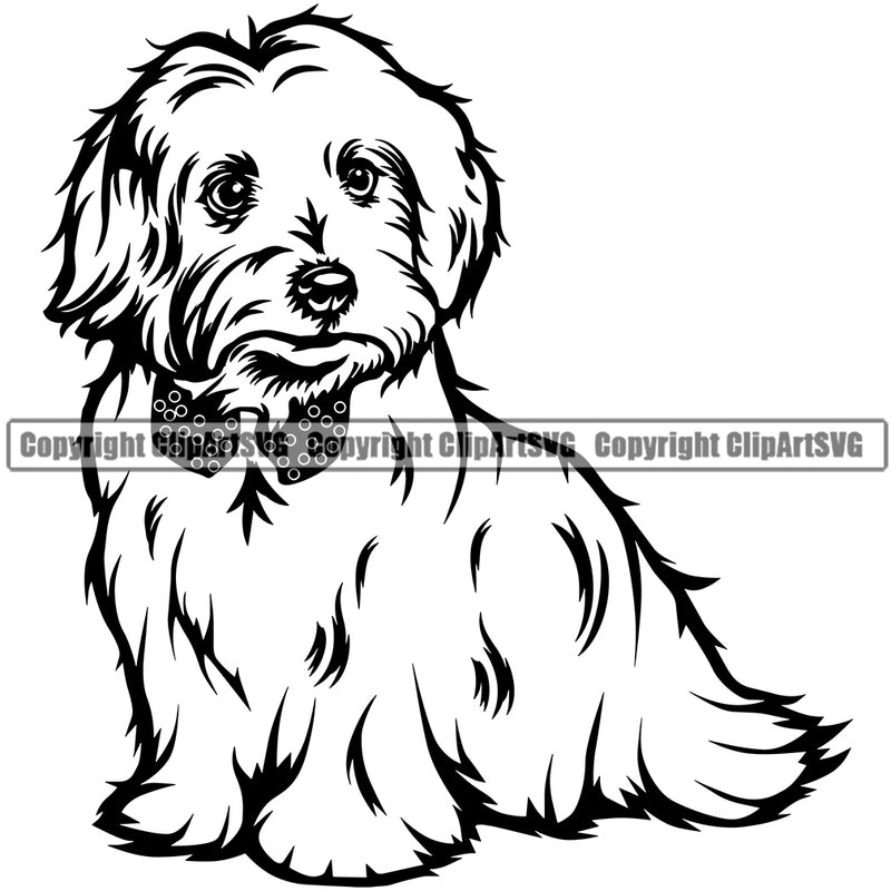 Maltese Dog Sitting Design Element Purebred Pedigree Canine Animal Portrait Doggy Face Cute Body K9 Puppy Pup Vector Clipart SVG