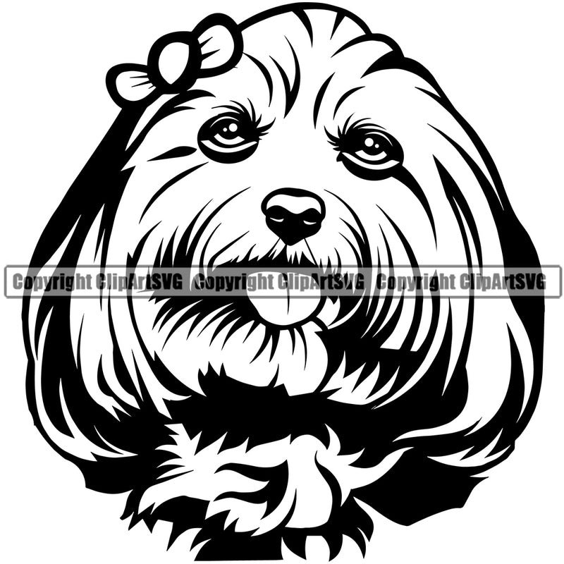 Maltese Dog Head Design Element Animal Portrait Doggy Face Cute Body Vector Puppy Pup Purebred Pedigree Canine K9 Clipart SVG