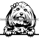 Maltese Dog Peeking Design Element Puppy Pup Head Purebred Doggy Face Cute Body Pedigree Canine K9 Animal Portrait Vector Clipart SVG