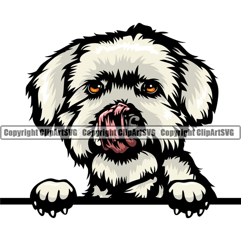 Maltese Dog Cwithpaw Head Design Element K9 Animal Portrait Doggy Face Cute Body Puppy Pup Head Purebred Pedigree Canine Vector Clipart SVG