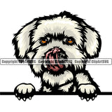 Maltese Dog Cwithpaw Head Design Element K9 Animal Portrait Doggy Face Cute Body Puppy Pup Head Purebred Pedigree Canine Vector Clipart SVG