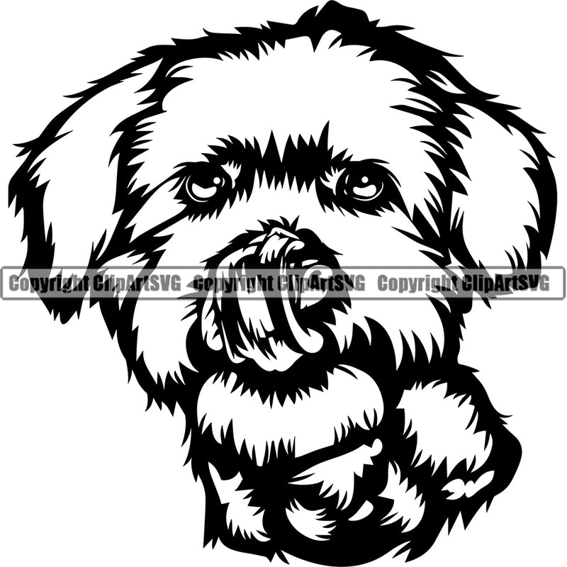 Maltese Dog Head Cute Face Puppy Pup Head Purebred Pedigree Canine K-9 K9 Animal Portrait Doggy Vector Clipart SVG