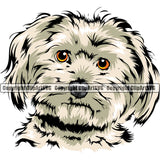 Maltese Dog Color Design Smile Face Puppy Pup Head Canine K-9 K9 Animal Portrait Doggy Pedigree Purebred Clipart SVG