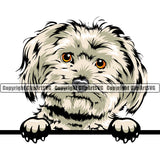 Maltese Dog Peeking Design With Head Cwithpaw Cute Face Animal Puppy Pup Purebred Pedigree Canine Portrait Doggy K9 Clipart SVG