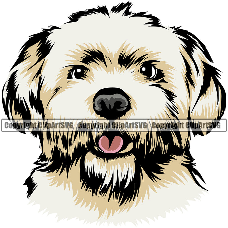 Maltese Dog Color Head Design Element Purebred Pedigree Canine K-9 K9 Animal Portrait Doggy Face Cute Vector Clipart SVG