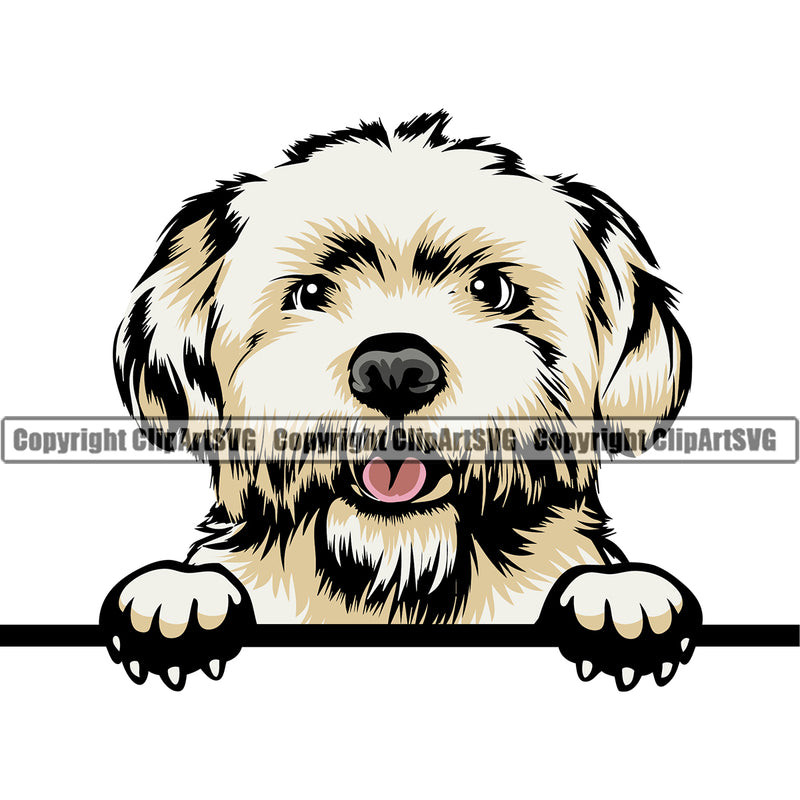 Maltese Dog Peeking Design Element Head Purebred Pedigree Canine K-9 K9 Animal Portrait Doggy Face Cute Puppy Vector Clipart SVG