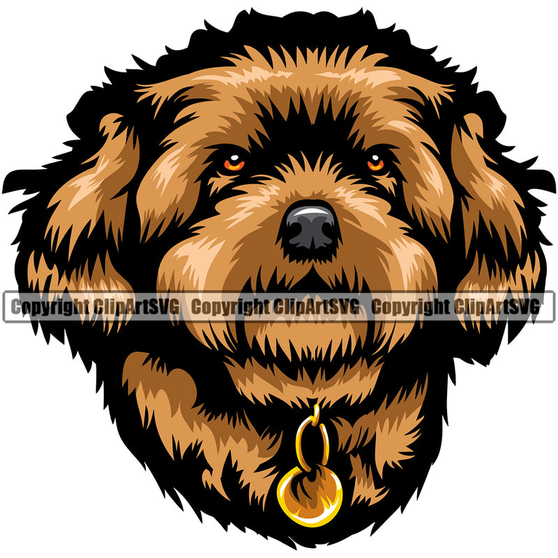 Maltipoo Dog Color Head Design Element Purebred Pedigree Canine K-9 K9 Animal Portrait Doggy Face Cute Body Puppy Vector Clipart SVG
