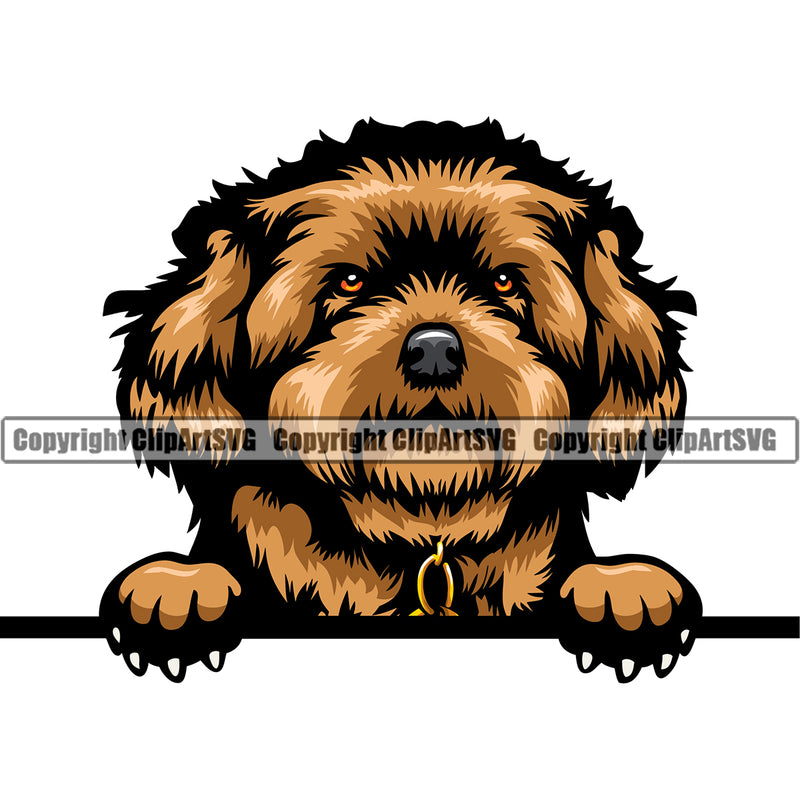 Maltipoo Dog Color Head Cwithpaw Design Puppy Pup Head Purebred Pedigree Canine Vector Animal Portrait Doggy Face Cute Body Clipart SVG