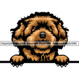 Maltipoo Dog Color Head Cwithpaw Design Puppy Pup Head Purebred Pedigree Canine Vector Animal Portrait Doggy Face Cute Body Clipart SVG