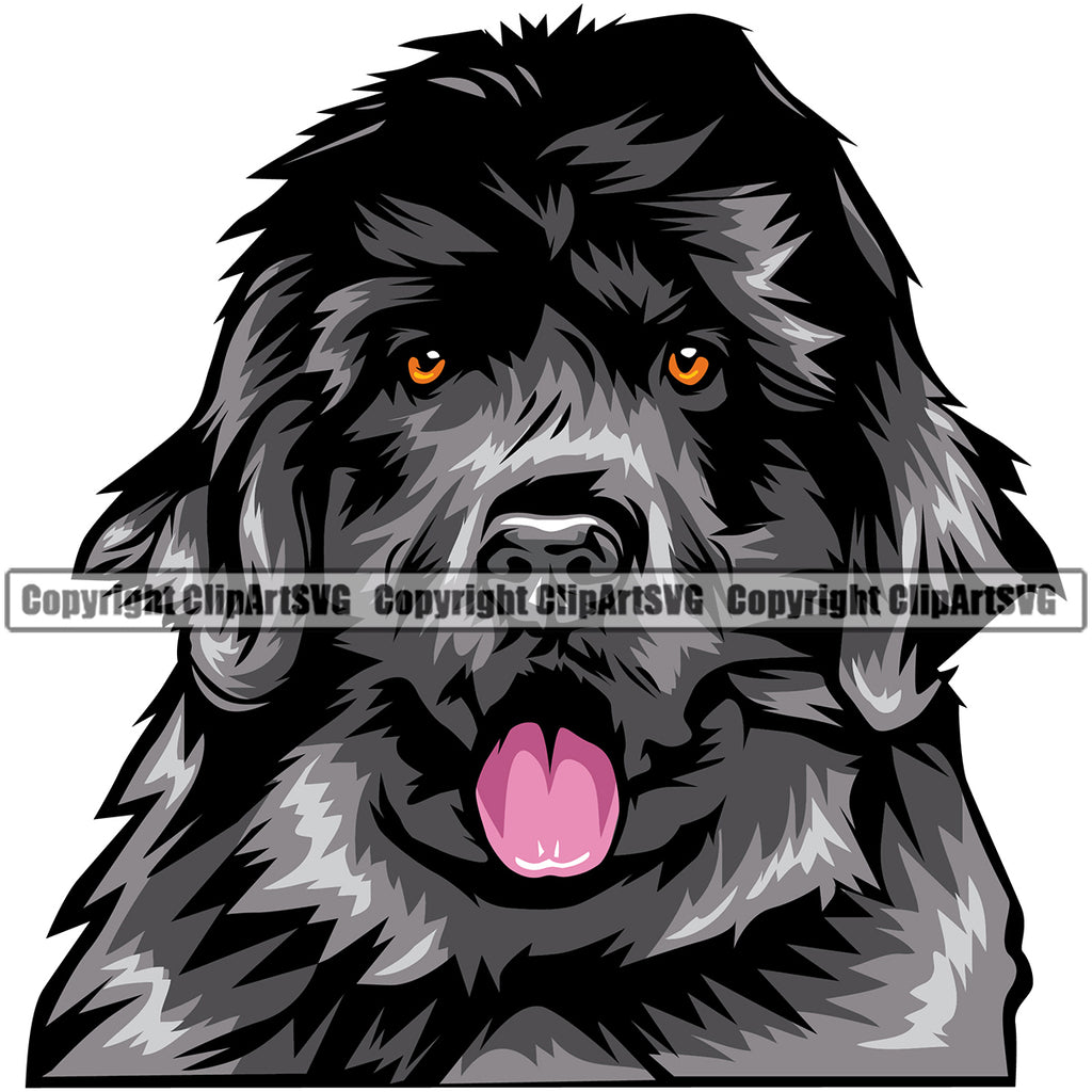Newfoundland Dog Head Color Design Element Puppy Pup Head Purebred Pedigree Canine K-9 K9 Animal Portrait Doggy Face Cute Clipart SVG