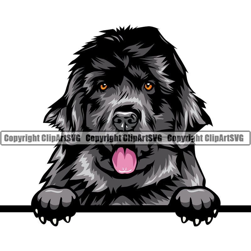 Newfoundland Dog Peeking Design Black Color Dog Head Purebred Pedigree Doggy Face Cute Puppy Canine K-9 K9 Animal Portrait Vector Clipart SVG
