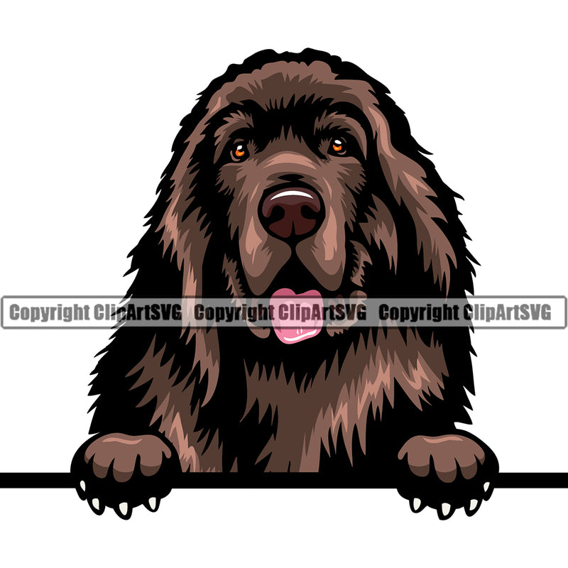 Newfoundland Dog Peeking Brown Color Design Element Puppy Pup Head Purebred Pedigree Canine K-9 K9  Face Cute Animal Portrait Doggy Vector Clipart SVG