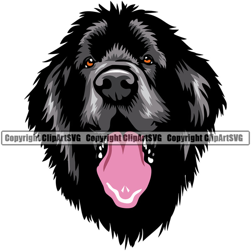 Newfoundland Dog Head Color Design Element Purebred Pedigree Canine K-9 K9 Animal Puppy Pup Portrait Doggy Face Cute Vector Clipart SVG