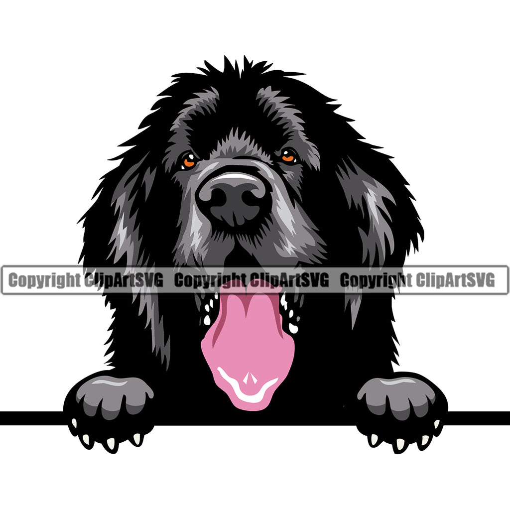 Newfoundland Dog Peeking Design Element Color Design Head Purebred Pedigree K9 Animal Portrait Doggy Face Cute Puppy Clipart SVG