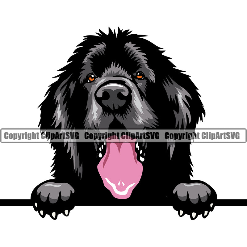 Newfoundland Dog Peeking Design Element Color Design Head Purebred Pedigree K9 Animal Portrait Doggy Face Cute Puppy Clipart SVG