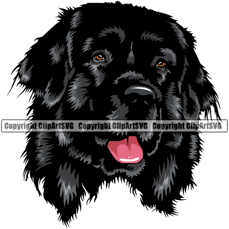 Newfoundland Dog Black Color Face Design Element Head Purebred Pedigree Canine K-9 K9 Animal Portrait Doggy Puppy Clipart SVG