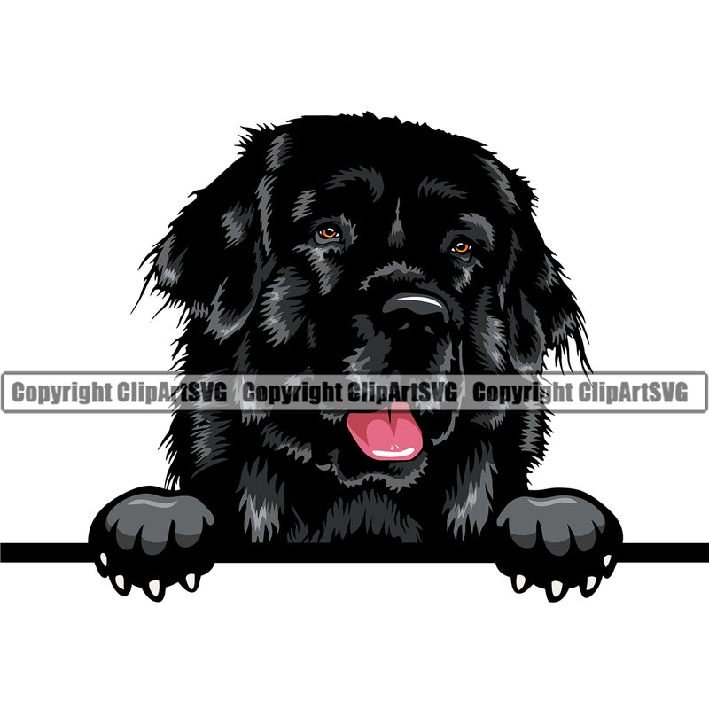 Newfoundland Peeking Dog Design Element Happy Face Black Color Puppy Pup Head Purebred Pedigree Canine K-9 K9 Animal Portrait Vector Clipart SVG