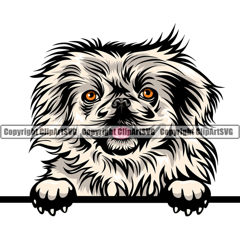 Pekingese Dog Peeking Design Element Puppy Pup Head Purebred Pedigree Animal Portrait Doggy Face Cute Body Canine Vector Clipart SVG