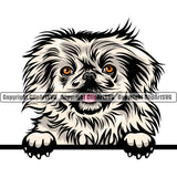 Pekingese Dog Peeking Design Element Puppy Pup Head Purebred Pedigree Animal Portrait Doggy Face Cute Body Canine Vector Clipart SVG