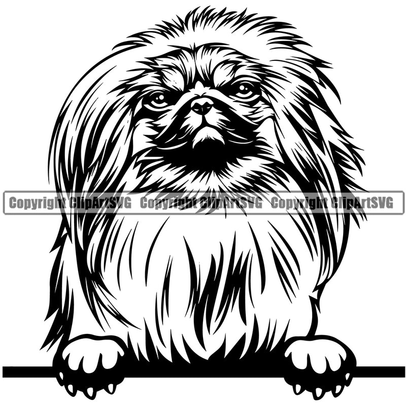 Pekingese Dog Peeking Design Cute Face Dog Canine K-9 K9 Animal Portrait Doggy Puppy Pup Head Purebred Pedigree Vector Clipart SVG