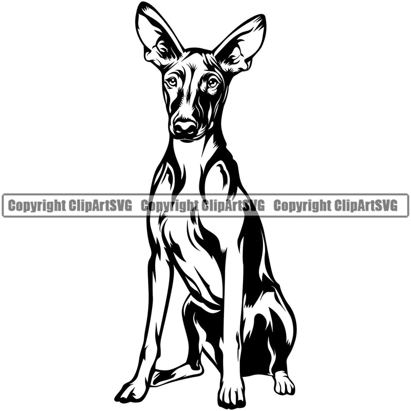 Pharaoh Hound Dog Sitting Design Element Puppy Pup Head Purebred Pedigree Canine K-9 K9 Animal Portrait Doggy Face Cute Body Clipart SVG