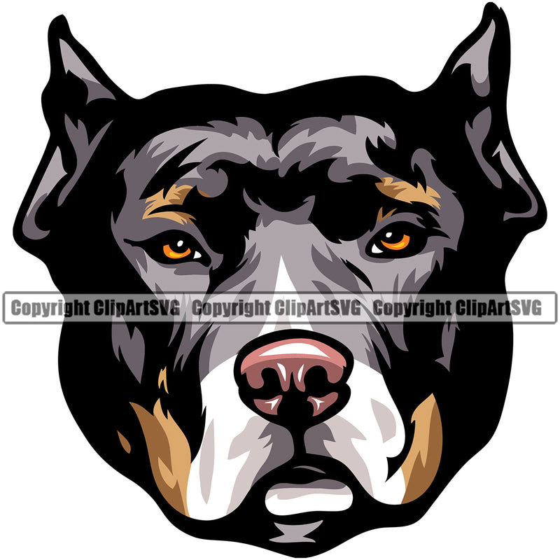 Pit Bull Dog Color Tri Design Element Puppy Pup Head Purebred Pedigree Canine K-9 K9 Animal Portrait Doggy Face Cute Body Vector Clipart SVG