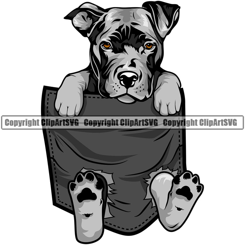 Pit Bull Dog Hanging From Shirt Pocket Color Design Element Puppy Pup Head Purebred Pedigree Canine K9 Animal Portrait Doggy Vector Clipart SVG