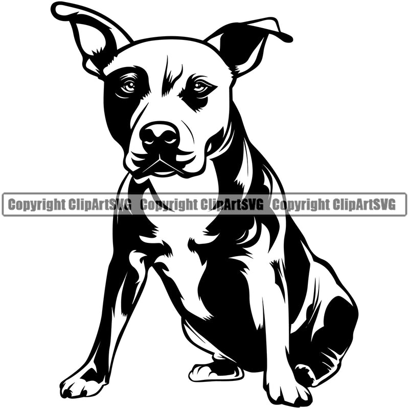 Pit Bull Dog Sitting Design Element  Puppy Pup Head Purebred Pedigree Canine K-9 K9 Animal Portrait Doggy Face Cute Vector Body Clipart SVG