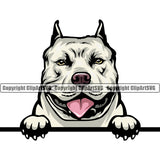 Pit Bull Dog Color Head Design Peeking Position Puppy Pup Head Purebred Pedigree Canine K-9 K9 Animal Portrait Doggy Face Cute Vector Clipart SVG
