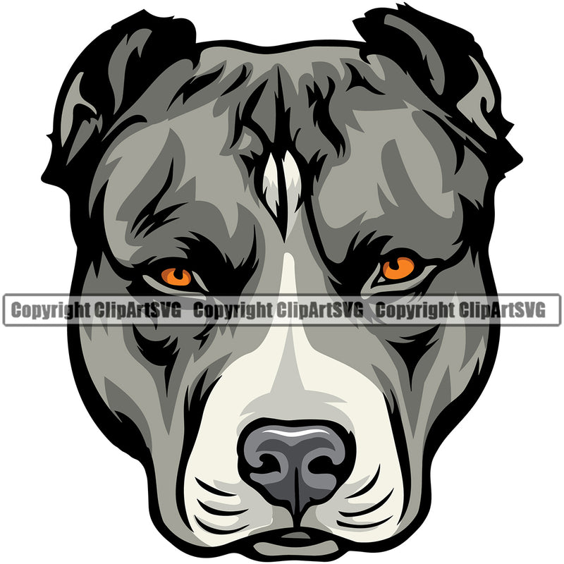 Pit Bull Dog Color Head Design Element Angry Face  Puppy Pup Head Purebred Pedigree Canine K-9 K9 Animal Portrait Doggy Vector Clipart SVG