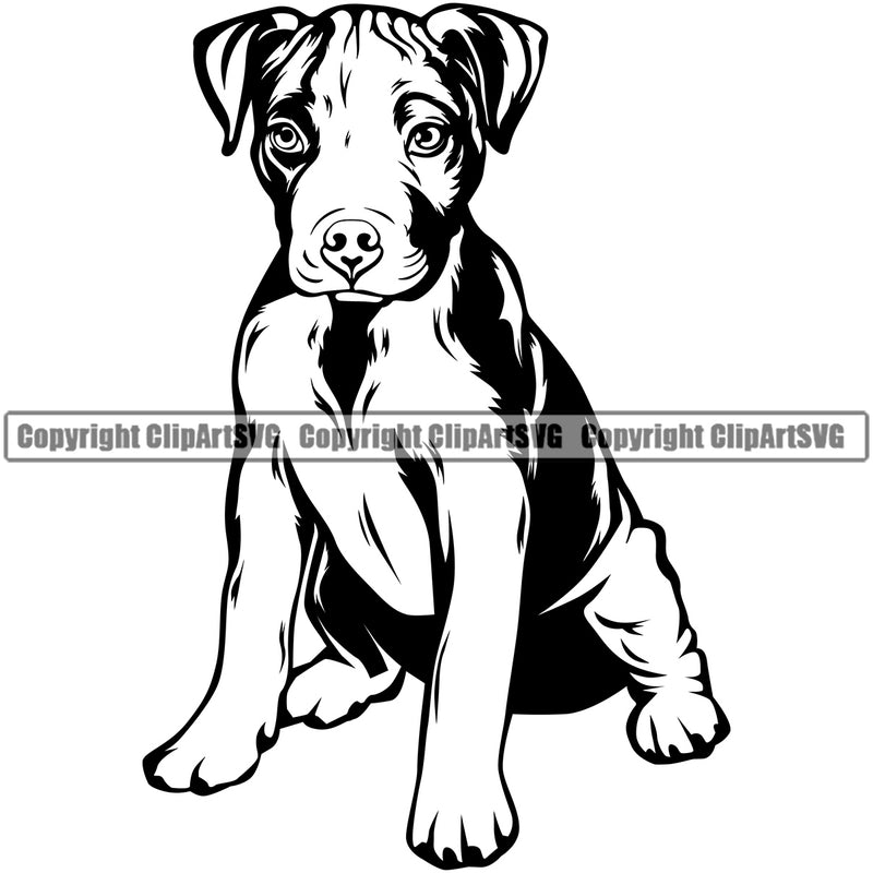 Pit Bull Dog Sitting Design Element Cute Animal Body Puppy Pup Head Purebred Pedigree Canine K-9 K9 Animal Portrait Doggy Face Vector Clipart SVG