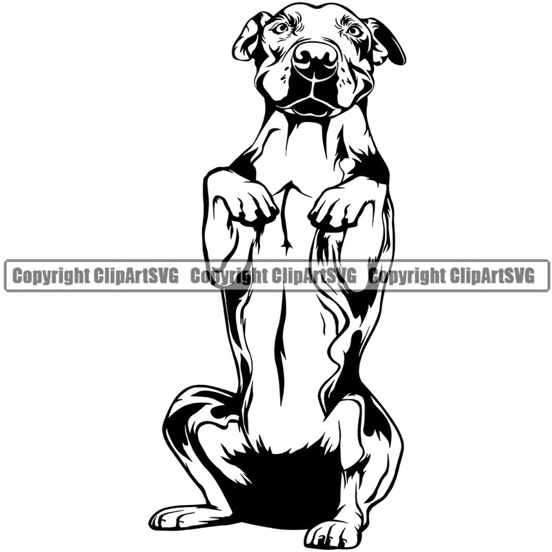 Pit Bull Dog Begging Design Cute Animal Face Puppy Pup Head Purebred Pedigree Canine K-9 K9 Animal Portrait Doggy Vector Clipart SVG
