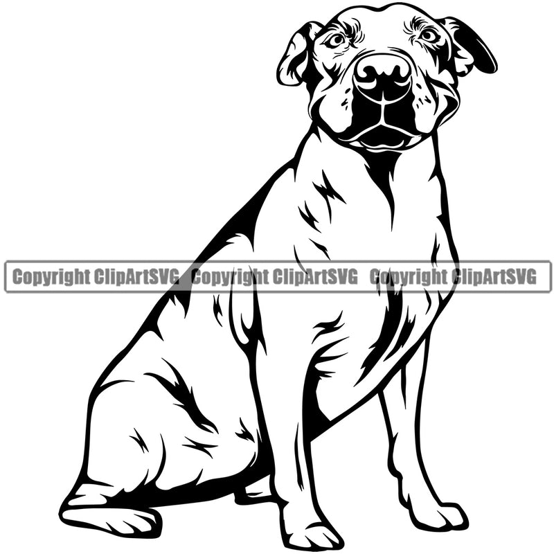 Pit Bull Dog Sitting Design Puppy Pup Head Purebred Pedigree Canine K-9 K9 Animal Portrait Doggy Vector Clipart SVG