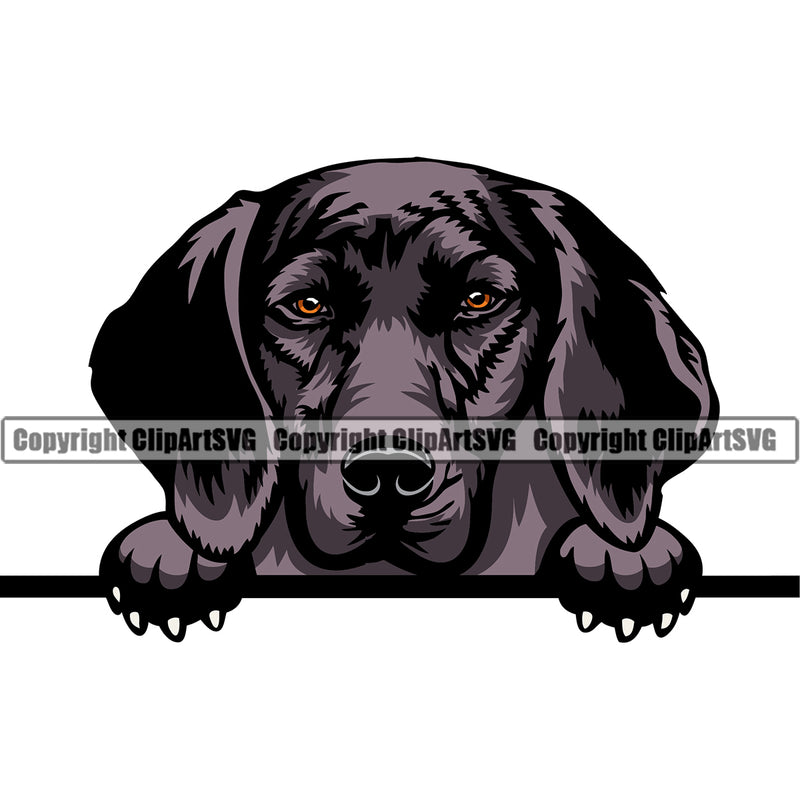 Plott Hound Dog Peeking Design Element Puppy Pup Head Purebred Pedigree Canine K-9 K9 Animal Portrait Doggy Face Cute Vector Clipart SVG